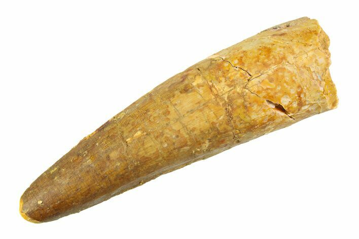 Fossil Spinosaurus Tooth - Real Dinosaur Tooth #354750